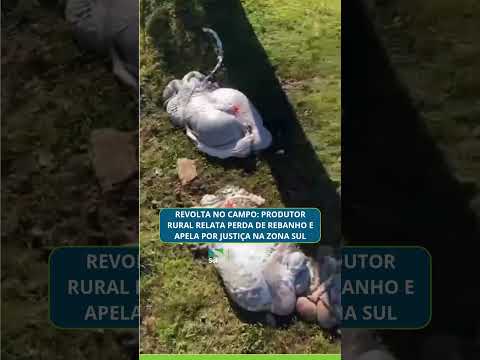 Revolta no campo: produtor rural relata perda de rebanho e apela por justiça na Zona Sul