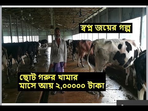 ছোট গরুর খামার থেকে মাসে আয় ২০০০০০ টাকা ! স্বপ্ন জয়ের গল্প ! Dairy farm Bangladesh ! Video