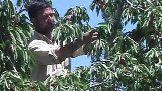 preview picture of video 'Cheery Froot in Skardu   ptvnews special report'