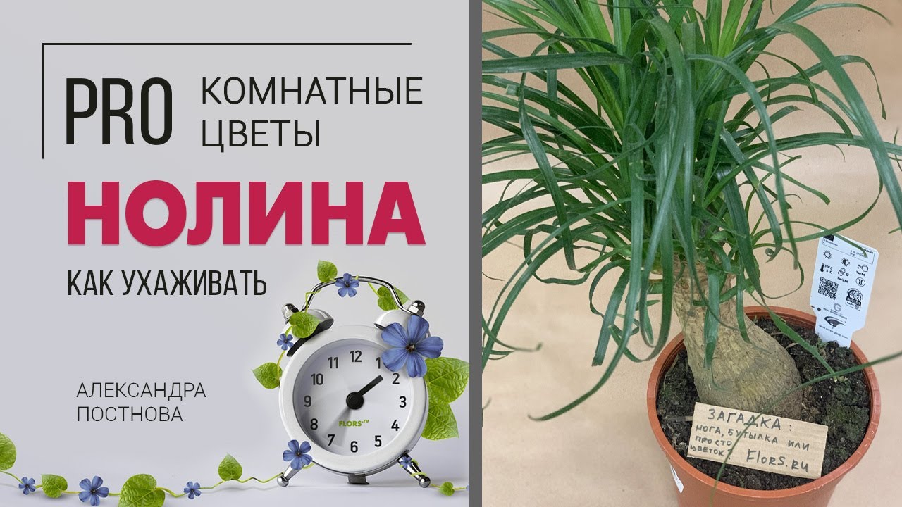 Нолина бокарнея - нога слона, бутылка, что еще? Прозвищ много, будем разбираться за что же ее так)