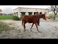 Beautiful And Village Horse Video ️ ️