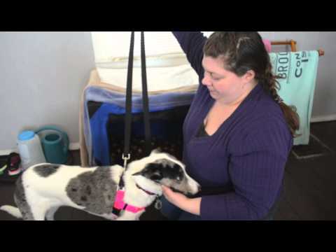 Review of No Pull Freedom Harness for dogs