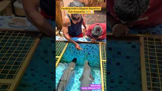 Download lagu Our India’s Biggest Aquarium fish ARAPAIMA FISH feeding🐟| How to feed Largest Monster Fish #shorts mp3