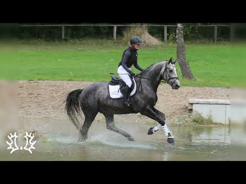 Kat. Nr. 45 - Gelding "Helis" by Eisfreund *2017 - Trakehner Hengstmarkt 2021