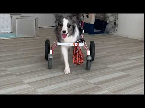 ボーダーコリーのジョイ君　犬用車椅子で歩く