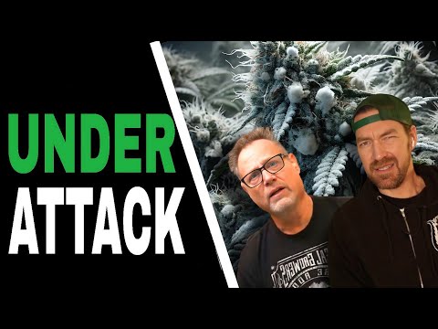 Use THIS IPM Strategy to Keep Your Cannabis Plants Pest Free