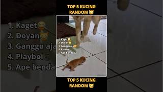 Download lagu Top 5 Kucing Random 😹 Part 33 mp3 Download lagu Top 5 Kucing Random 😹 Part 33 mp3