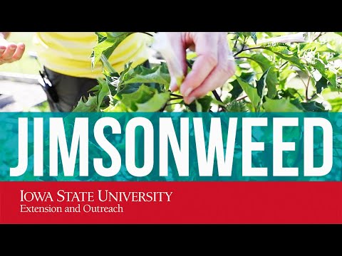 WEED ID: Jimsonweed (Solanaceae family)