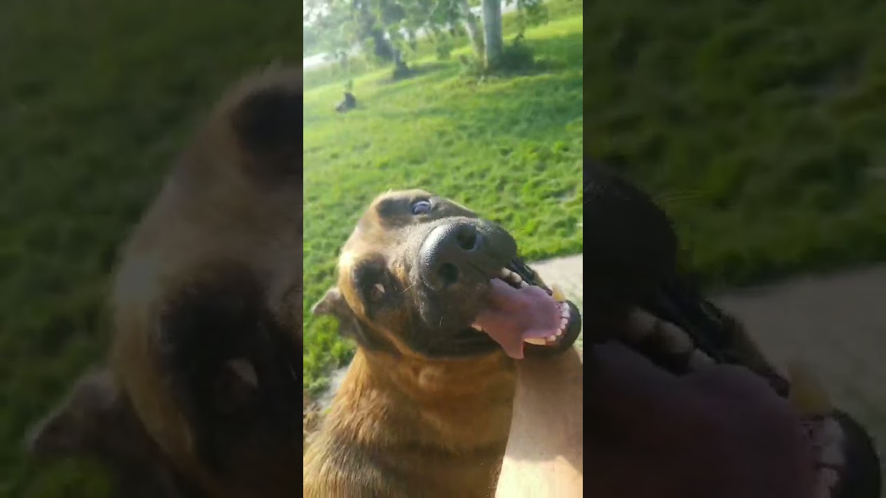 Enlarge Buddy, a ADOPTABLE mixed breed in North York, ON video 3/6