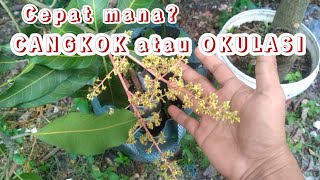Download lagu CANGKOK DAN OKULASI , MANA YANG LEBIH CEPAT BERBUAH ? || cara agar tanaman cepat berbuah mp3 Download lagu CANGKOK DAN OKULASI , MANA YANG LEBIH CEPAT BERBUAH ? || cara agar tanaman cepat berbuah mp3
