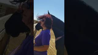 Dozer meeting the cows