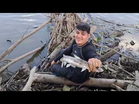 peca y campamento en la suvienda del magdalena puerto berrio 2 días de pesca excelente capturas 💦🐟🎣🐠