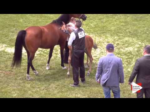 N.48 ZK MARCIN - Ströhen 2015 C-Show - Foals (Class 1-2)