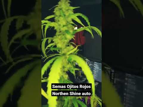 Ganjah House probando cultivo de Northen Shine auto #ganjah #autocultivo