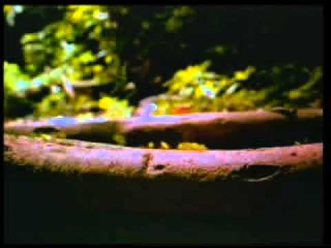 50-The Miracle In The Ant