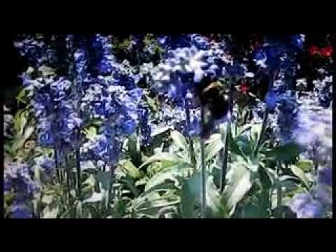 Bài hát mùa Xuân - Quỳnh Giao