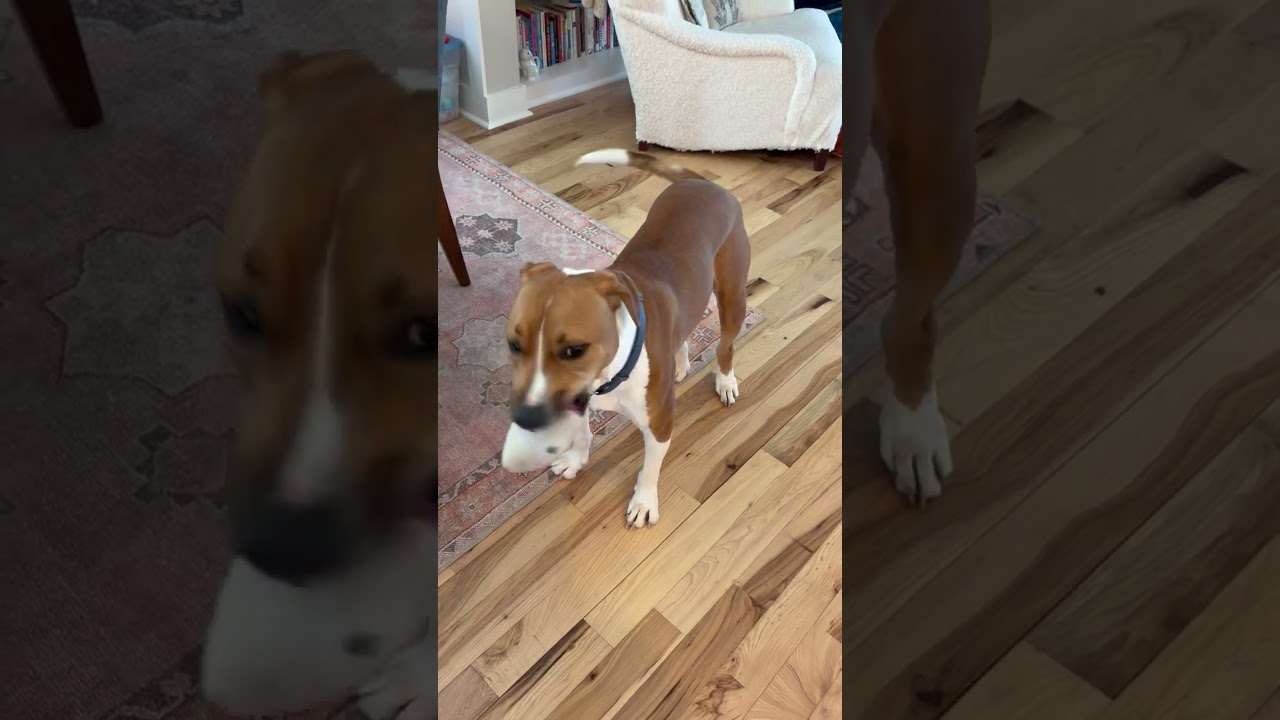 Enlarge Bubba, a Adoptable Hound in Raleigh, NC video 6/6