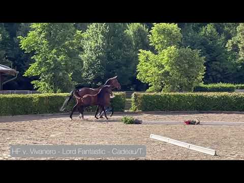 Siegerfohlen v. Vivanero a.d. Galina v. Lord Fantastic - Cadeau/T.