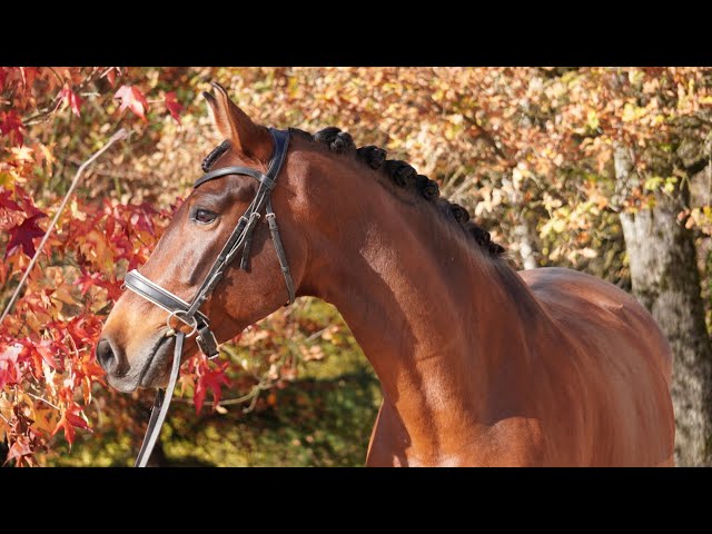 Hongre. - PRE - Solide expérience jusqu'au niveau GP