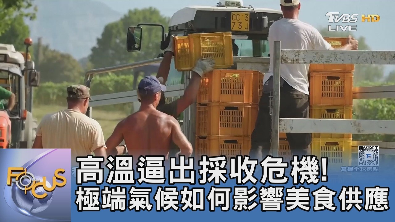 熱浪襲擊全球食材庫！義釀酒師凌晨搶收葡萄、星級主廚尋找替代風味