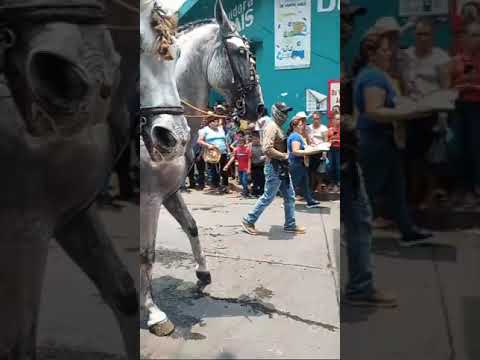 Aquí estoy viendo el desfile d los caballos en  chiquimulilla, Santa Rosa personas d diferente lugar