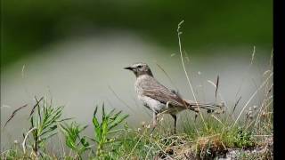 Le Rossignol anglais - Hugues Aufray - Yamaha Tyros 2