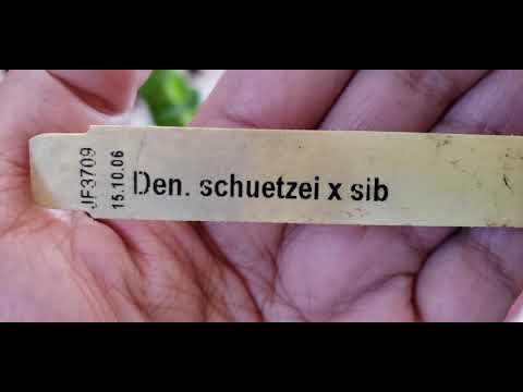 A SPOTLIGHT 2 ORCHIDS 🙂❤❤