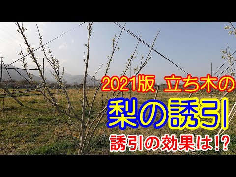 梨の木を植える：時期と方法、そしてメンテナンスのヒント！  庭園