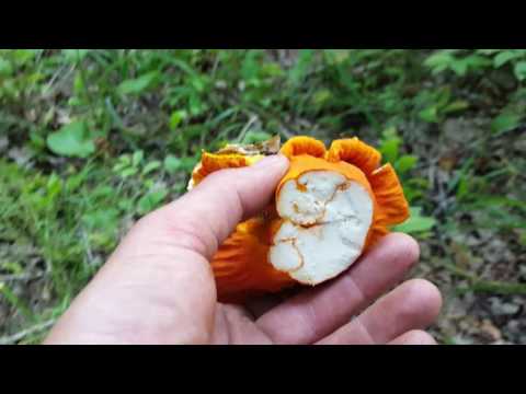 How to Forage for Lobster Mushrooms 2016