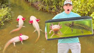 I Caught Wild Axolotls For My Aquarium!
