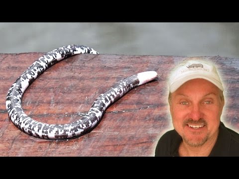 Killer Snake or Monster Worm?