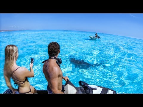 YBS Lifestyle Ep 4 - AMAZING CLEAR WATER | Hammerhead Shark Encounter | Chilli Crab Catch And Cook