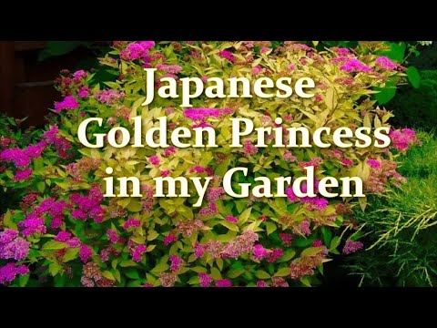 How to plant and grow Spiraea in the Garden. Varieties of Spiraea // Alexa's Garden