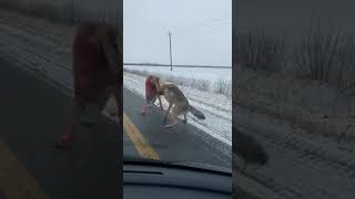 Download lagu Kangal vs Wolf: Real Fight on Snowy Road! 🐺🐕 #shorts mp3
