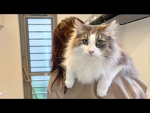 Keeping a Norwegian Forest Cat is a big deal!