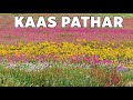 Kaas Pathar | Maharashtra's Valley of Flowers | कास पठार | Beauty of Satara | Travel Vlog