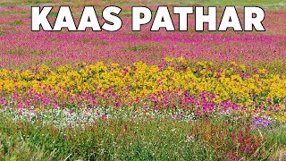 Kaas Pathar  Maharashtras Valley of Flowers  क�