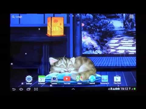 Sleeping Cat Live Wallpaper Video