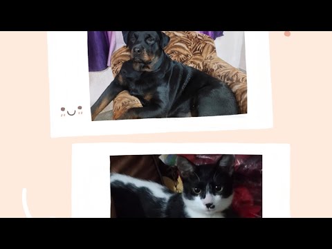 CANDY DIDIR CHESTA //TOFU SOFOL HOTE DILO//😔😡