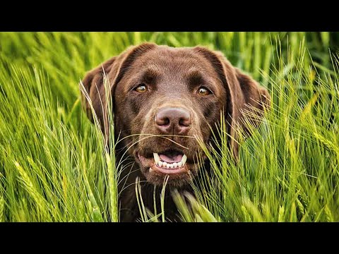 ЗВУКОВИ ЕФЕКТИ. Лаещо куче 1 / SOUND EFFECTS Barking Dog 1