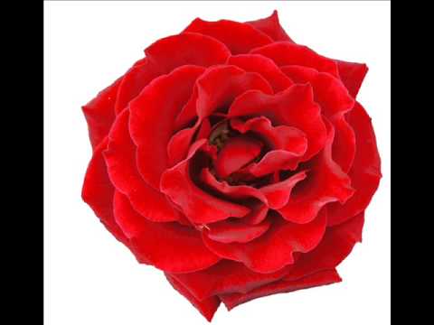 Alen Zaimi (Teki Zulfija) - Ruzhica si bila