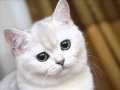 Ты мой миленький, хорошенький, мой котик 