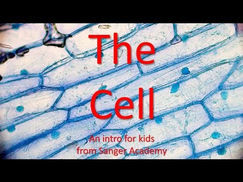 The Cell - an intro for kids - Sanger Academy