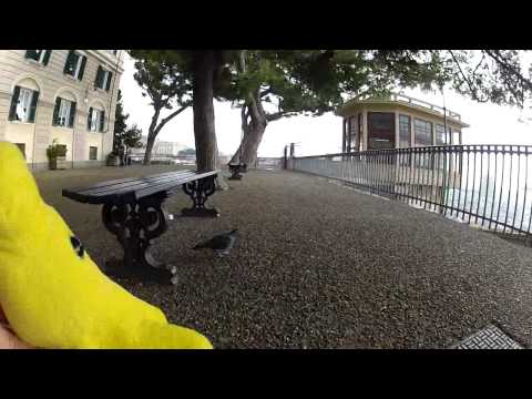 Ameba atakuje gołębia we Włoszech