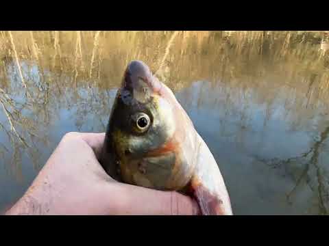 NAJLEPSE MESTO ZA PECANJE - Pecanje Skobalja na plovak - NISAVA