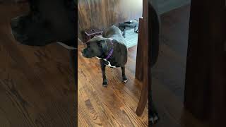 Video preview image #1 Boxador Puppy For Sale in Woodbury, MN, USA