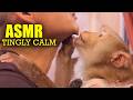 ASMR TINGLES Gentle Monkey Grooming Softest Nibbles