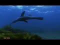 Žaidimų pelė White Shark Tristan, 12000 DPI, su RGB pašvietimu