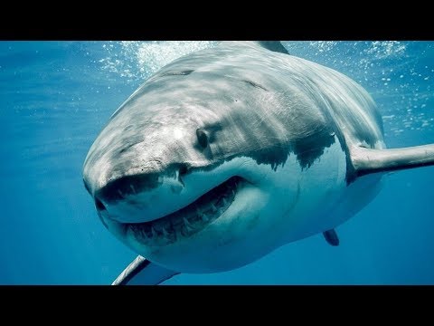 Žaidimų pelė White Shark Tristan, 12000 DPI, su RGB pašvietimu