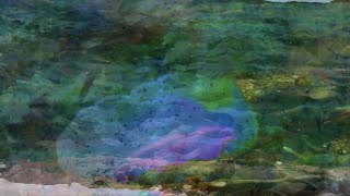 SEAFOOD DIET - JURASSIC COAST